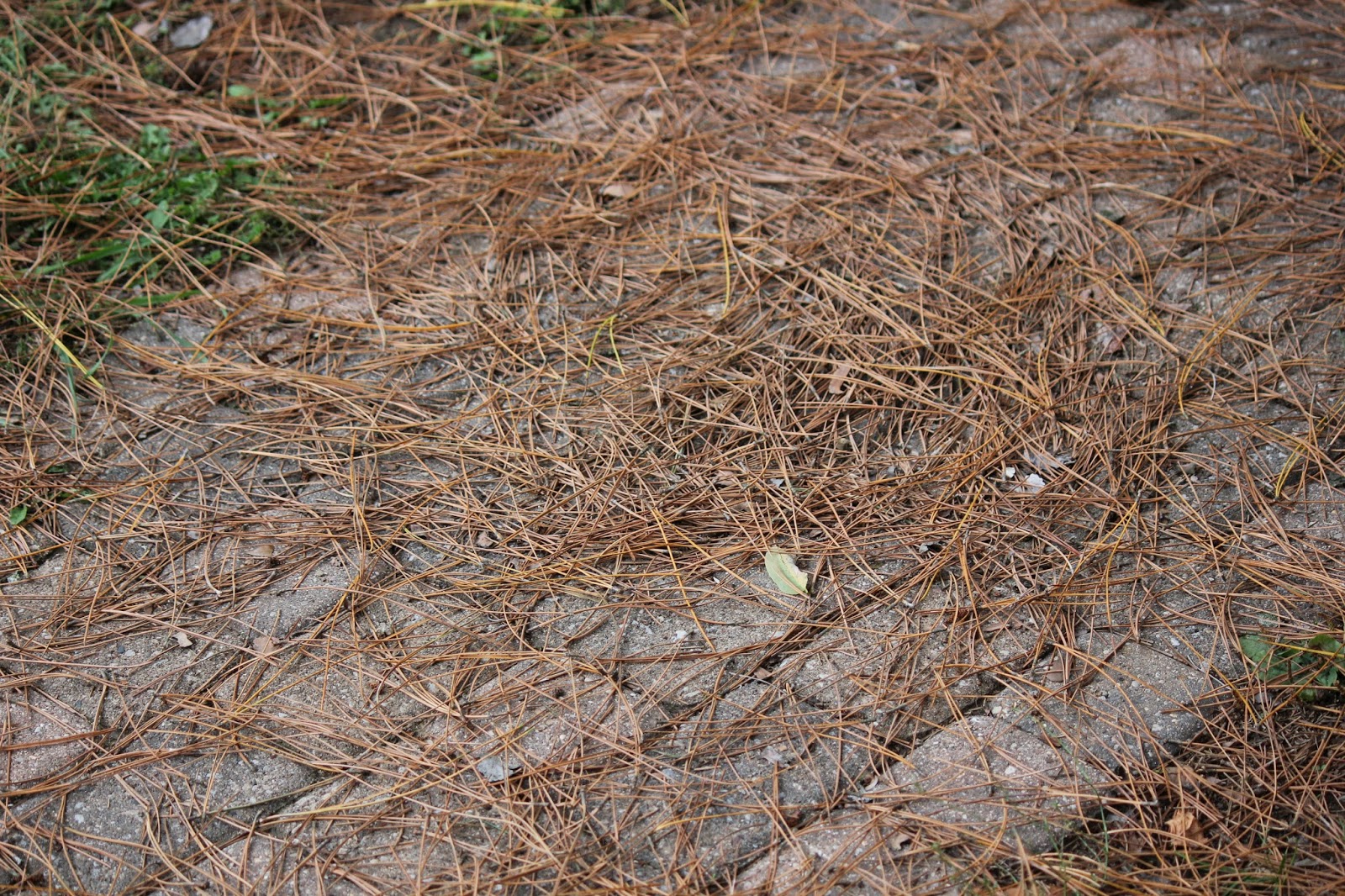 The Cabin Countess Nature Takes Its Course