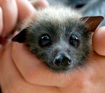 Cute Bat Pictures