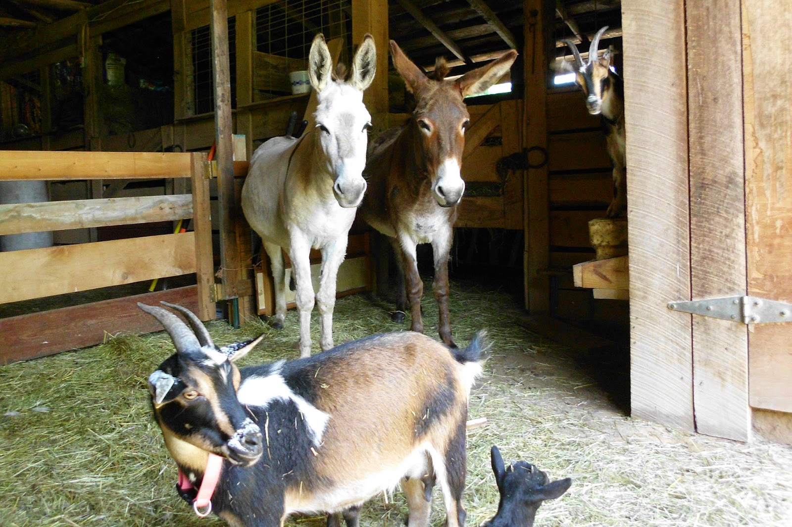 ANZ's Farms Donkeys as Herd Guards