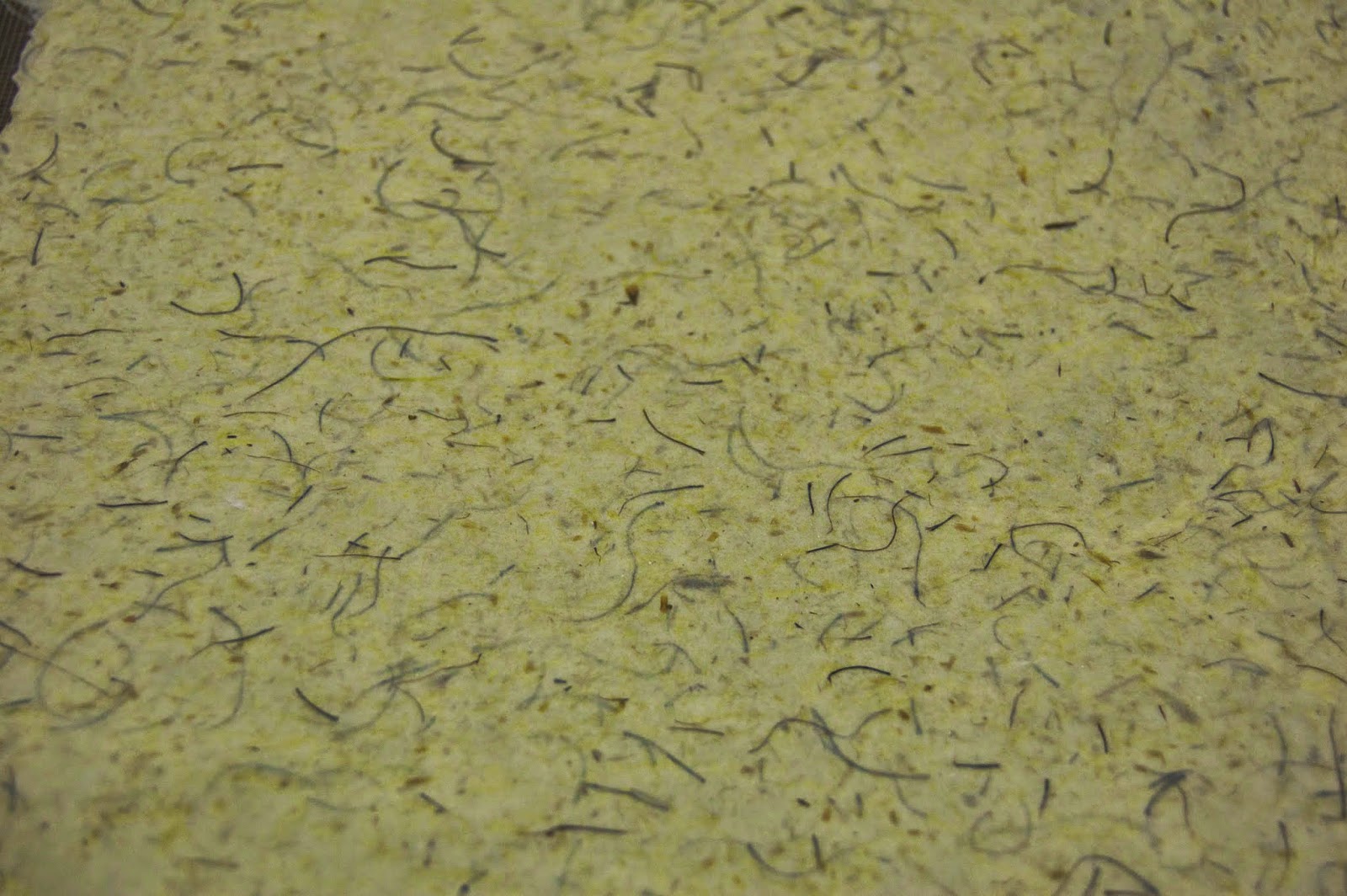 Draw what you see I'm making spanish moss paper... from moss.