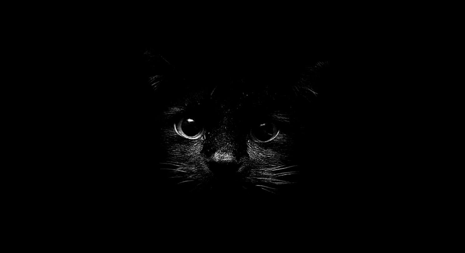 Cat In The Dark Hd Wallpaper