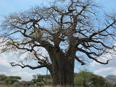 African Baobab tree by JoseeMM