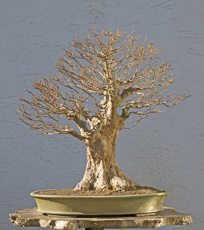 Walter Pall Bonsai Adventures Naturalization of trident maple