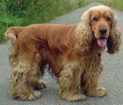 cocker spaniel with docked tail
