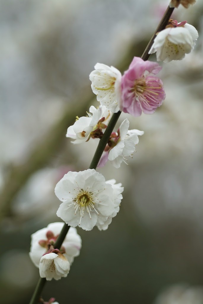 Le Jardin De Titi L Arbre De Judee