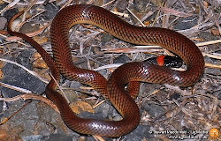 Red-naped Snake VENOMOUS but not considered dangerous