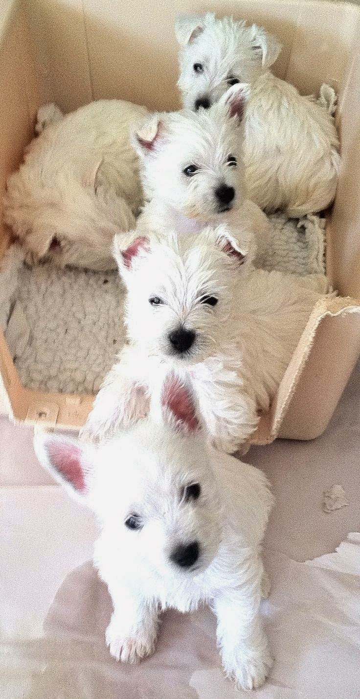 Cute puppy and dog 3 Top Westie puppies