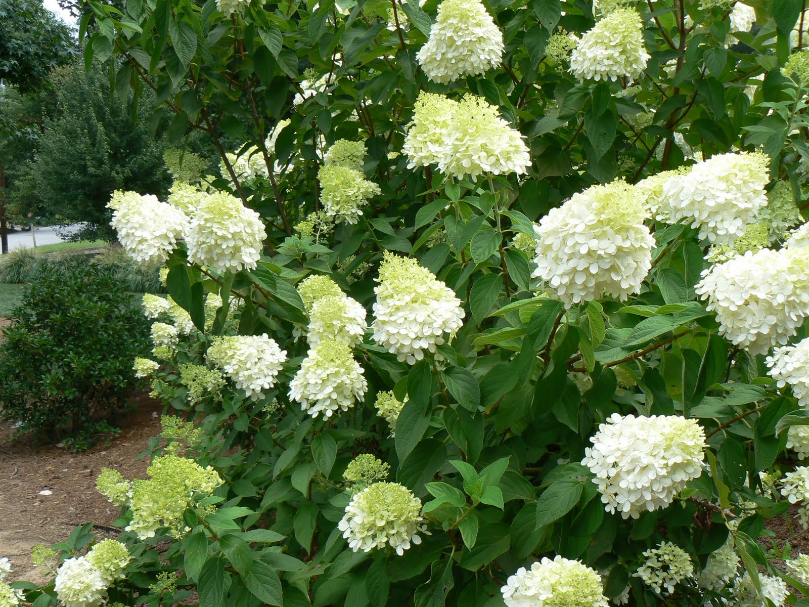 Decosee Limelight Hydrangea