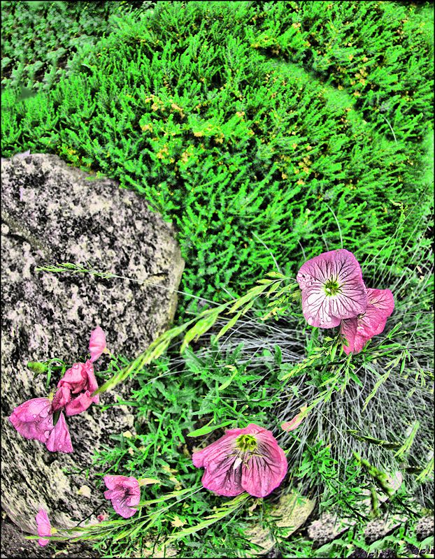 [Image: violetflowersSM.jpg]