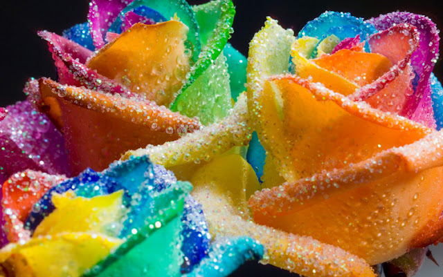 Flowers Wallpapers Flowers Wallpapers