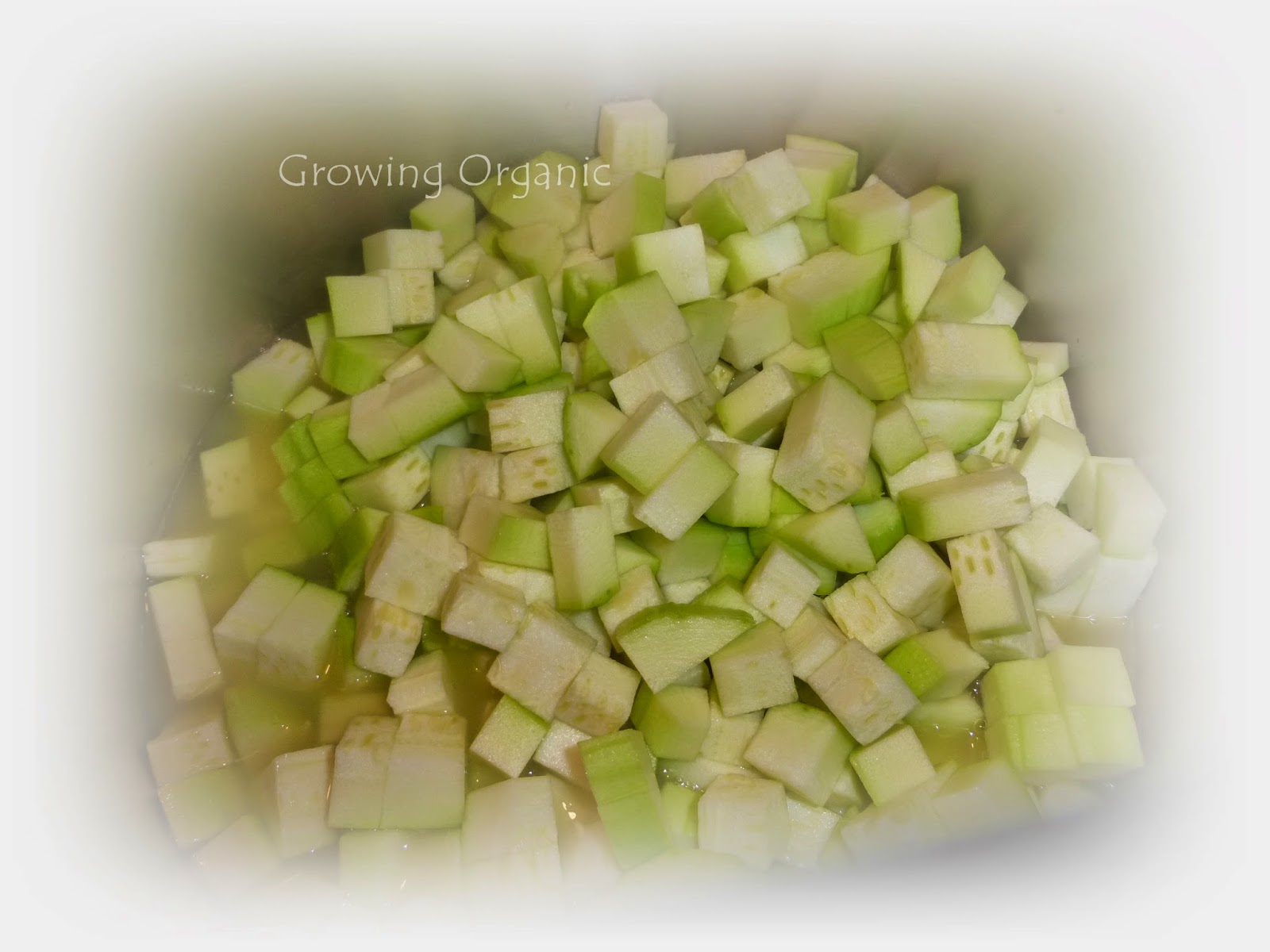 Growing Organic Canned Pineapple Zucchini