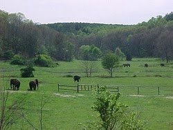 The Elephant Sanctuary