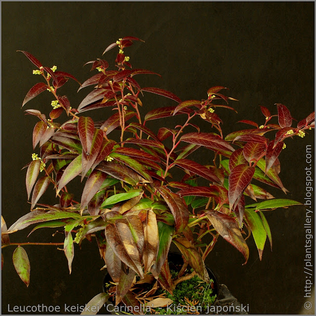 Leucothoe walteri 'Carinella' habit - Kiścień japoński 'Carinella'  pokrój