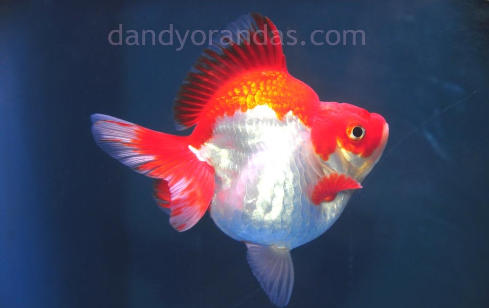 Goldfish Adventures Goldfish Envy again