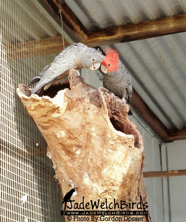at nest hollow log gang gang cockatoo jadewelchbirds jade welch birds