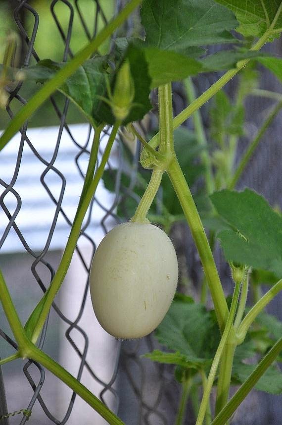 Spring in the Ozarks Community Chickens