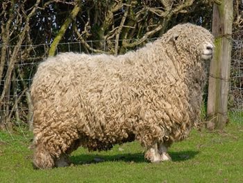 Montone Devon e Cornovaglia Longwool