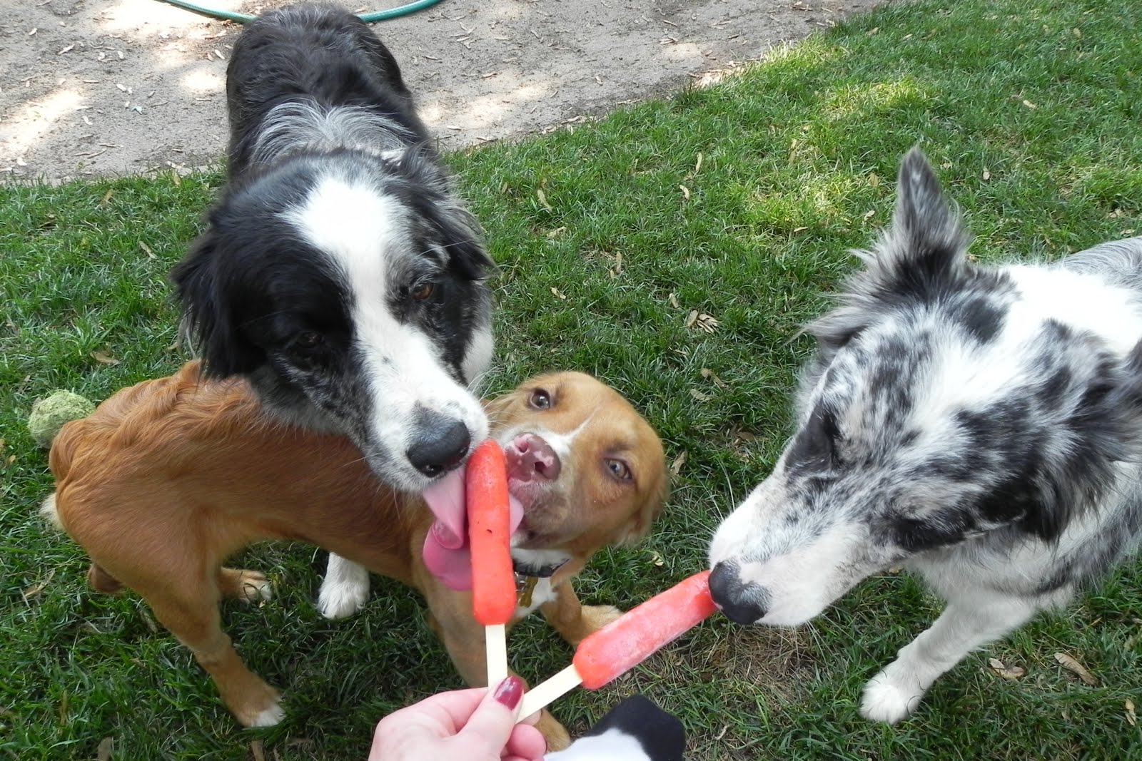 It's A Dog's Life Popsicles are for sharing (photo)