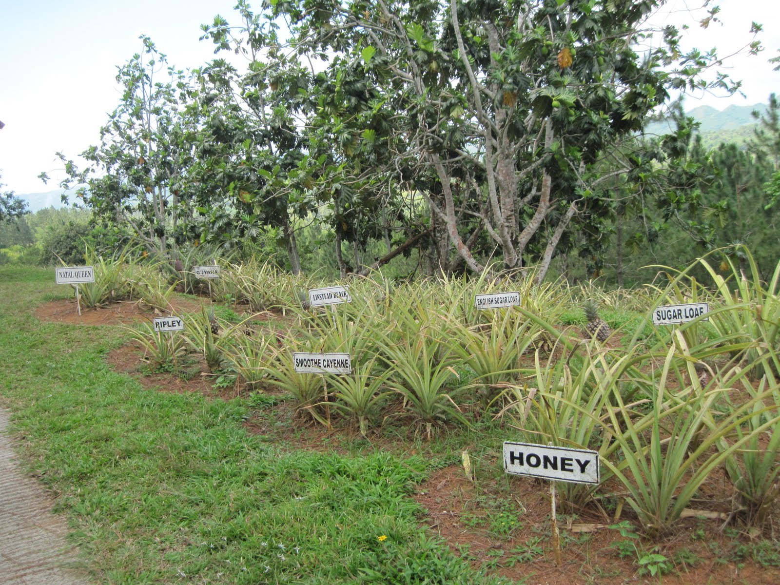 Smith's Jamaican Mission Pineapple Plantation