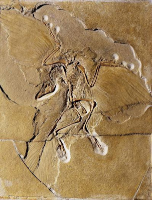 restos fosiles de Archaeopteryx