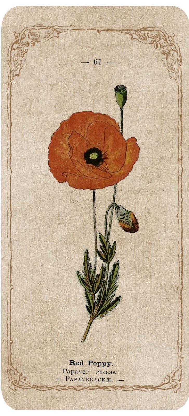Printable Poppy Bookmark | big brown dog primitives new free printable bookmarks Printable Poppy Bookmark | big brown dog primitives new free printable bookmarks