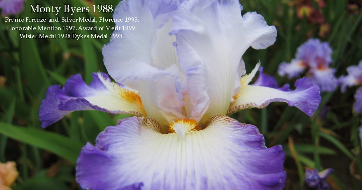 Tall Bearded Space Age Iris CONJURATION HERITAGE IRISES
