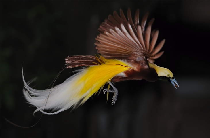 Banyak Diburu Karena Bentuknya Yang Cantik Benarkah Burung