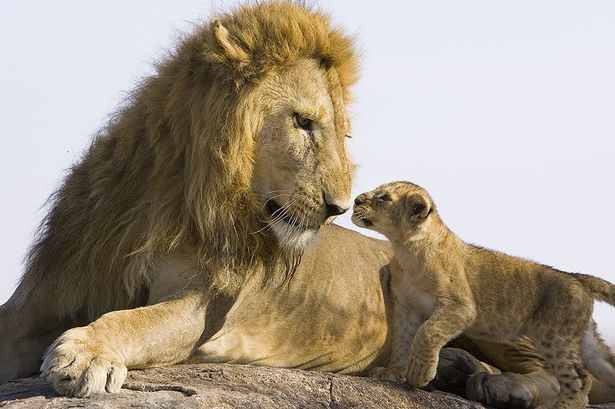 كيف يعامل الأسد المفترس أشباله الصغار %C2%A3%C2%A3%C2%A3+Heartwarming+pictures+have+emerged+of+the+moment+a+lion+cub+meets+his+dad+for+the+first+time