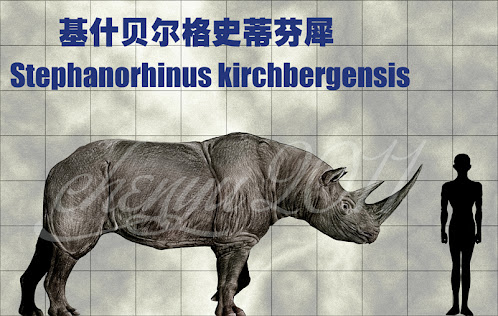 Rhinocerotidae extinct Stephanorhinus