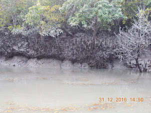 Pneumataphores in the dense mangrove forests.