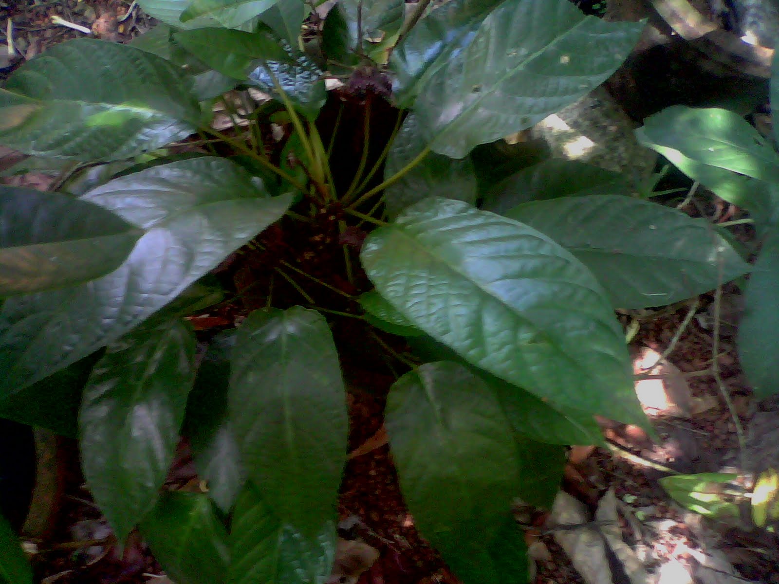 Rare Ayurvedic Plants very rare plants