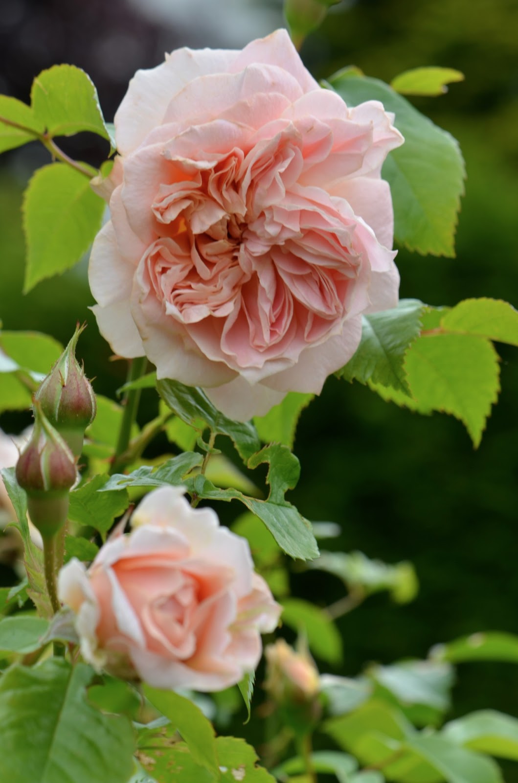 I Never Promised You A Rose Garden Mina Rosor Rose Flowers Rose Garden