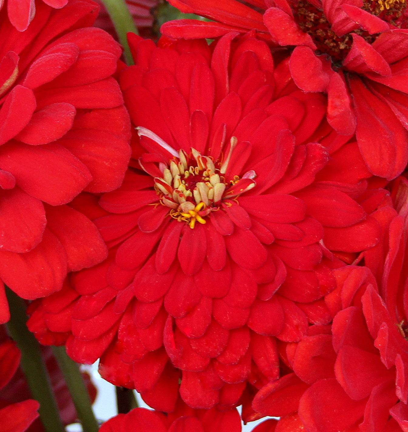 RED ARRANGEMENTS FALL ZINNIAS They come in a variety of blooms, but