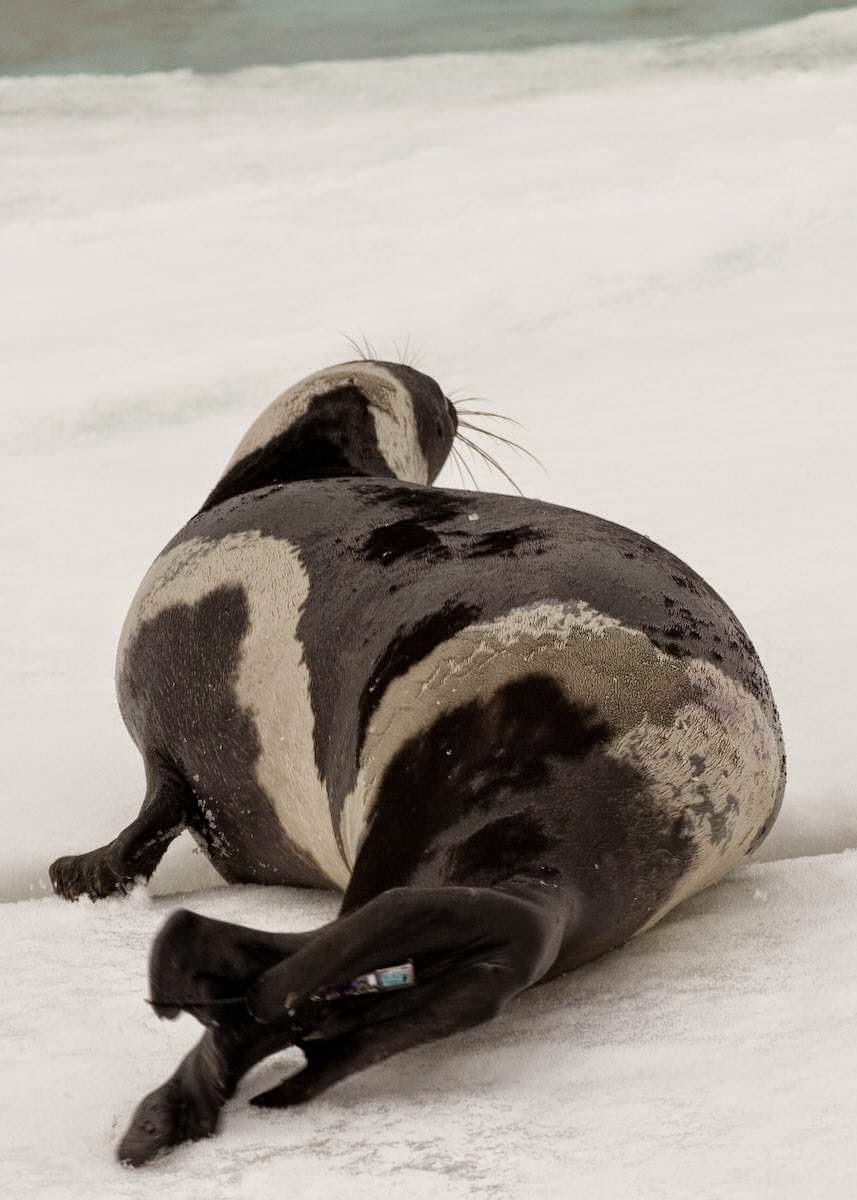 Seal Ribbon | the ribbon seal the seal with stripes the ark in space Seal Ribbon | the ribbon seal the seal with stripes the ark in space