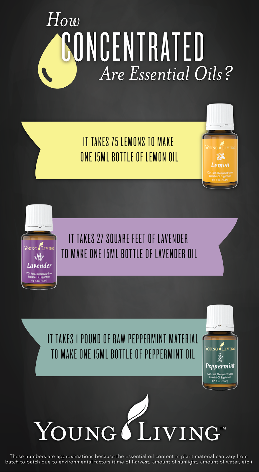 5 Essential Oils for Cleaning (Chemical Free) Overthrow Martha
