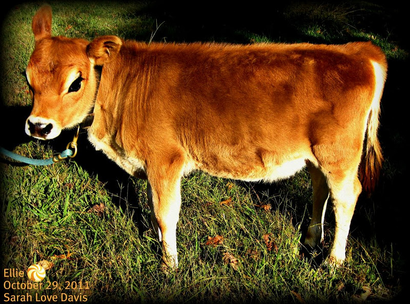 Mini Jersey Cows – Storybook Farm