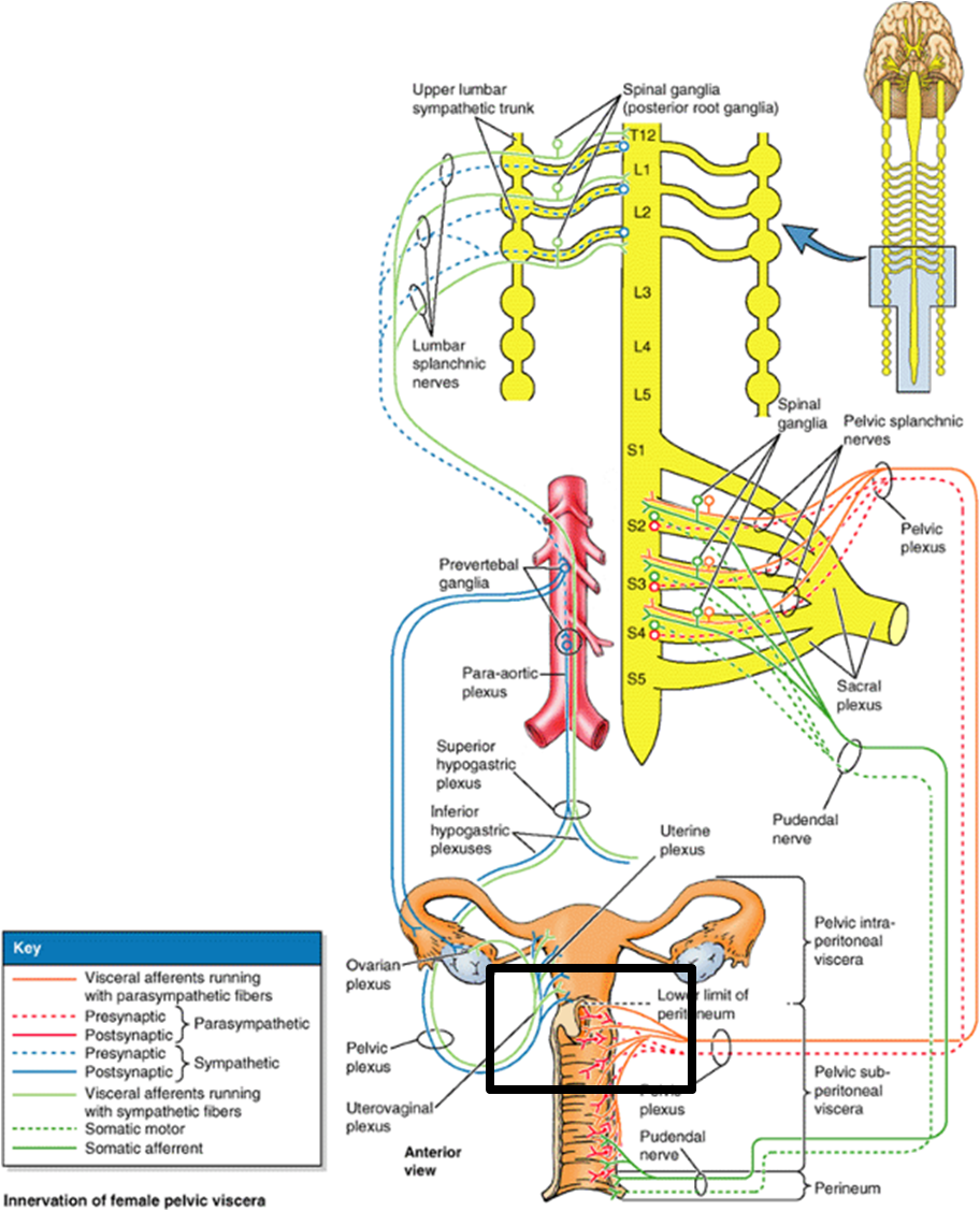 g spot diagram g spot diagram 28 images g spot diagram models picture g spot diagram g spot diagram 28 images g spot diagram models picture