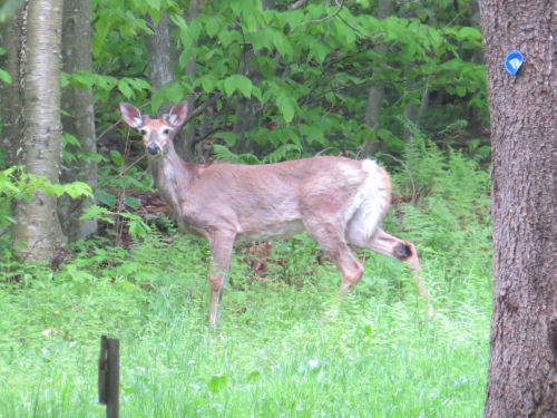 whitetail deer