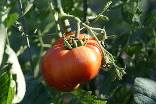 Imagen de un tomate en la parra