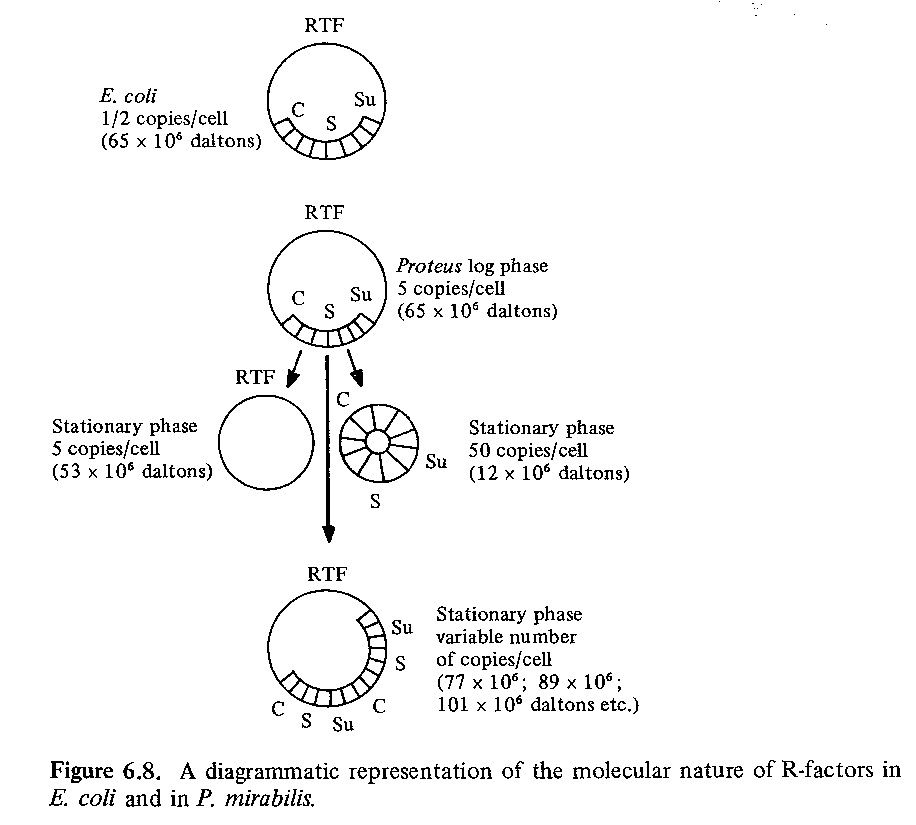 Genetic Diagram