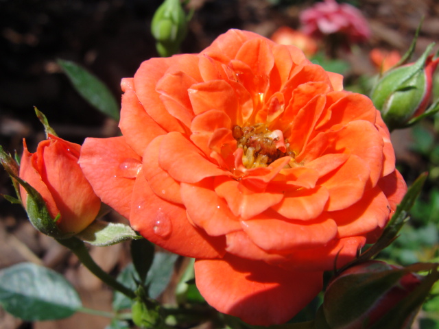 80 Best Olive Trees Olives Olive Oil Images In 2020 Olive