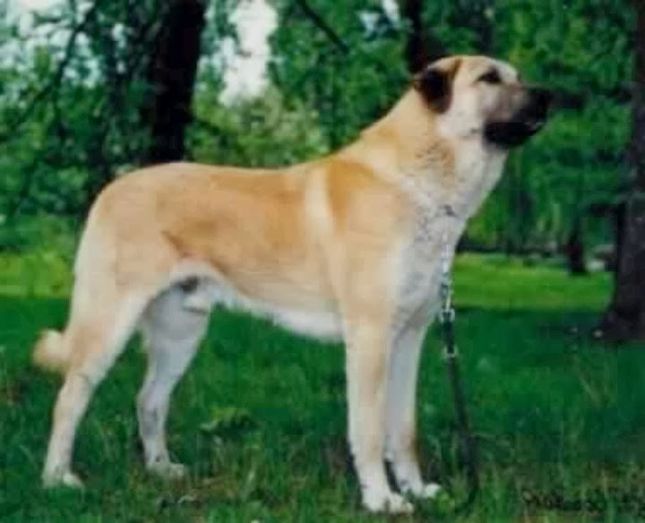 all breeds with pictures a list of hair breed dogs breeds picture all breeds with pictures a list of hair breed dogs breeds picture