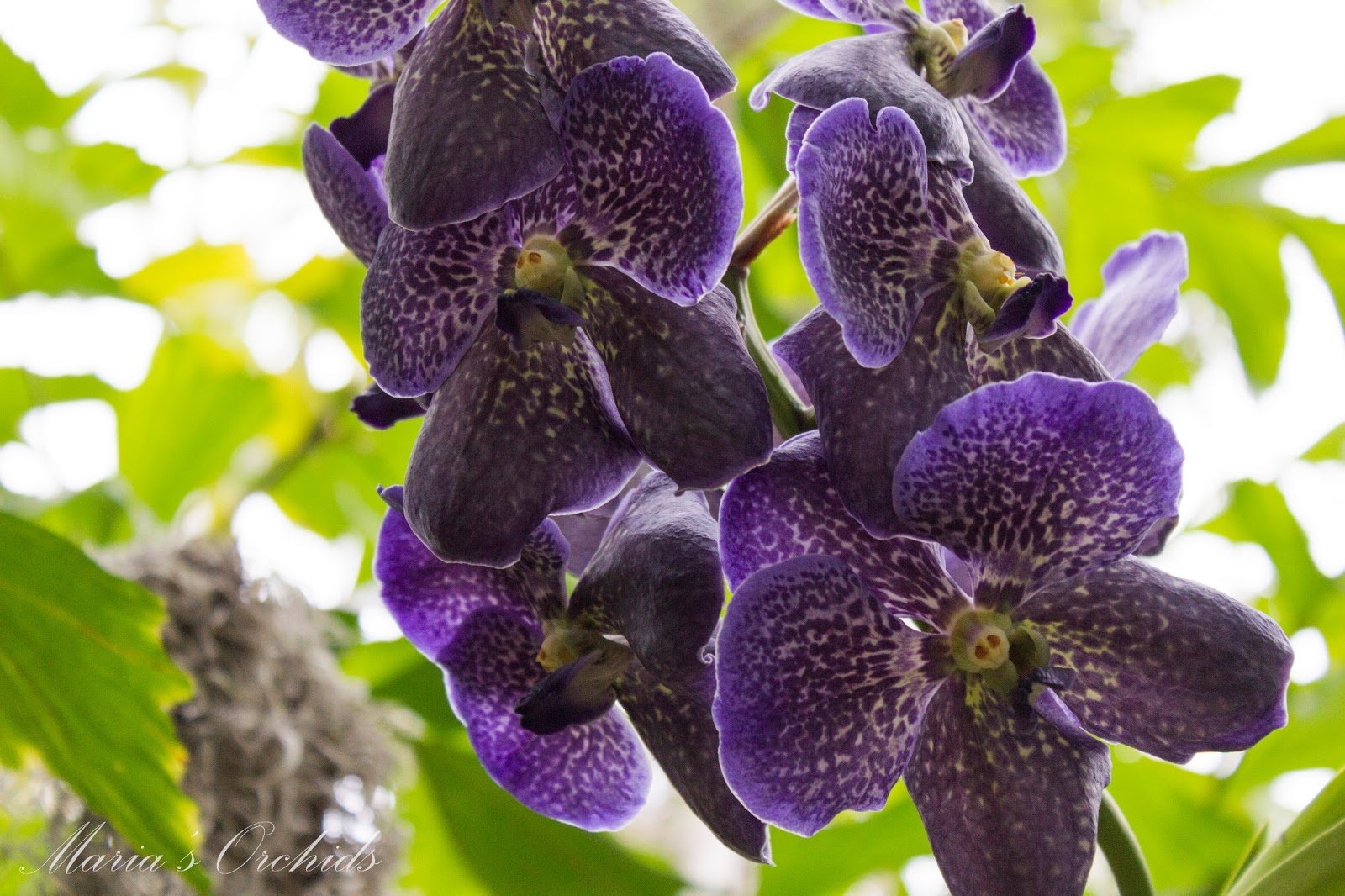 Maria's Orchids: New York Orchid Show 2013: Vandas