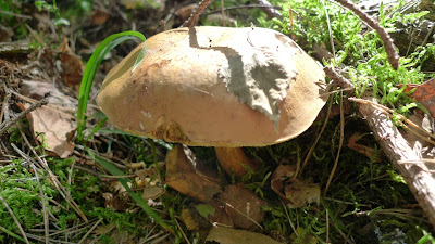 Moje wielkie grzybobranie/My huge mashroom picking