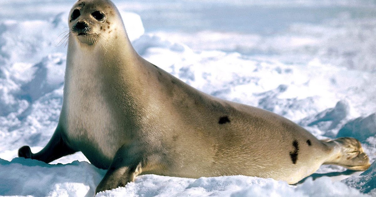 HD Seals Wallpapers and Photos HD Animals Wallpapers
