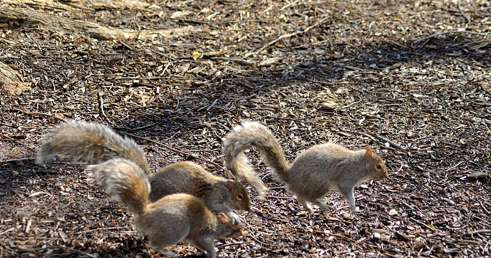 Bird, bird, bird...Squirrel! Mating season is here...