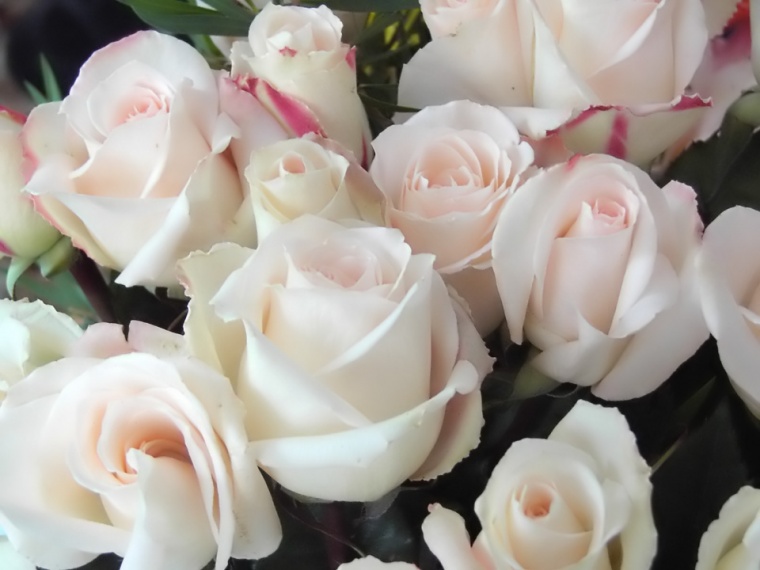 rosas+blancas.jpg