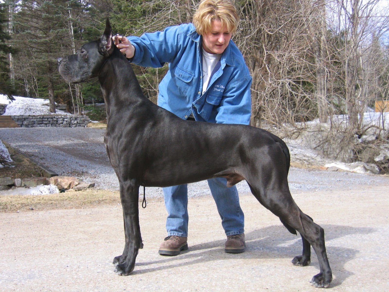 Chó Great Dane - giống chó cao to thế giới - 4