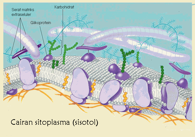 Skip To Main Skip To Sidebar Home Biologi Matematika Fisika Kimia Jurusan Ipa Home Archives For July 2011 Organel Sel Part 1 Posted By Oji Bejo On Monday July 25 2011 1 Sitoplasma Sitoplasma Merupakan Semua Isi Sel Kecuali Nukleus