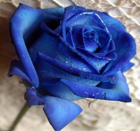 rosas-azuis-8.jpg